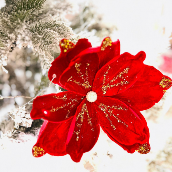 Floare de Crăciun catifelată